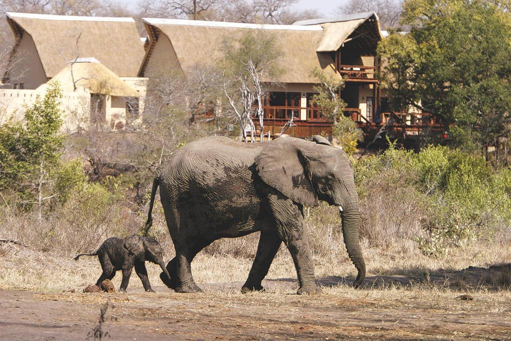 Elephant Plains Game Lodge Sabi Sand Game Reserve Dış mekan fotoğraf